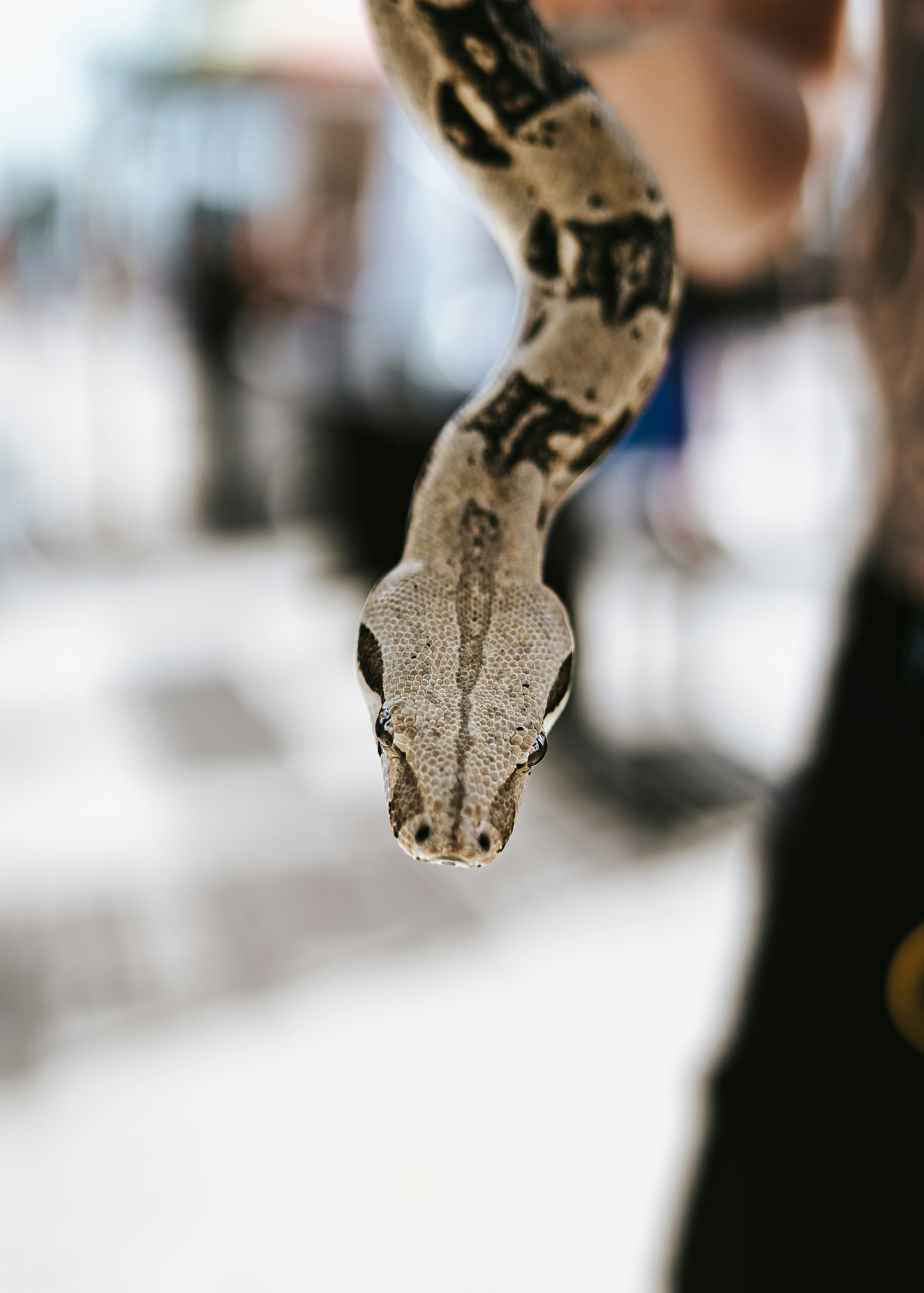 뱀을 들고 있는 사람의 클로즈업