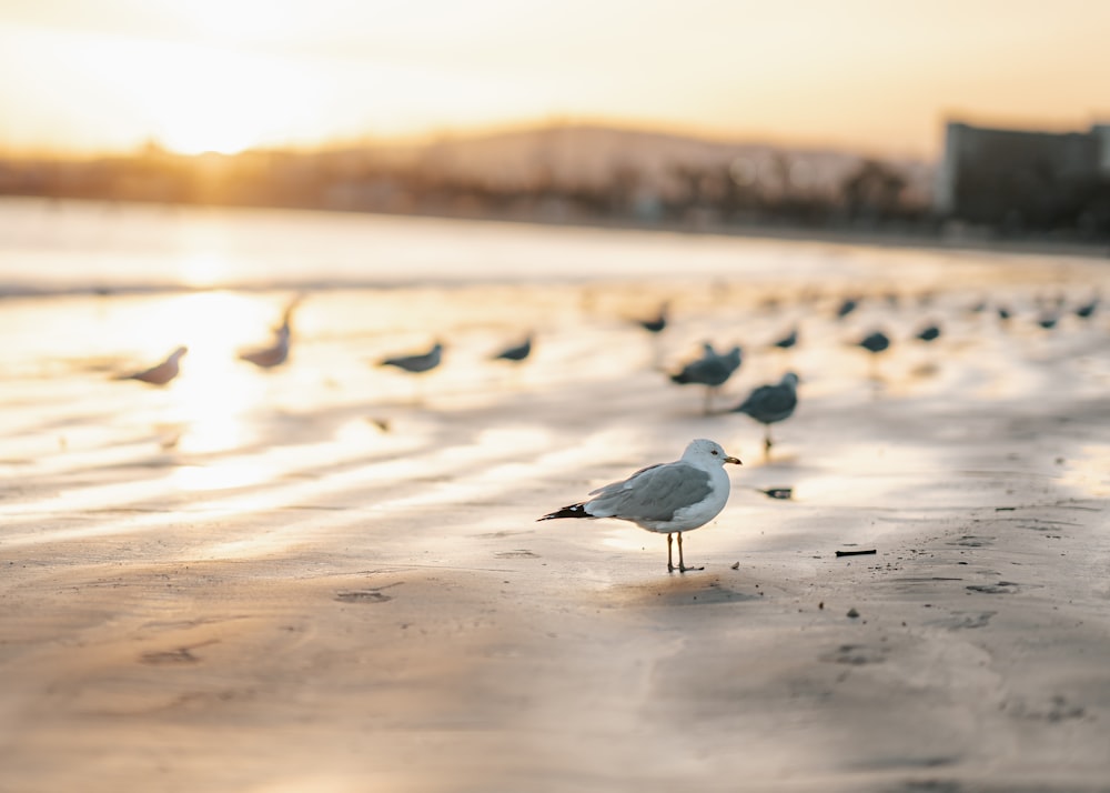 a flock of birds standing on top of a sandy beach