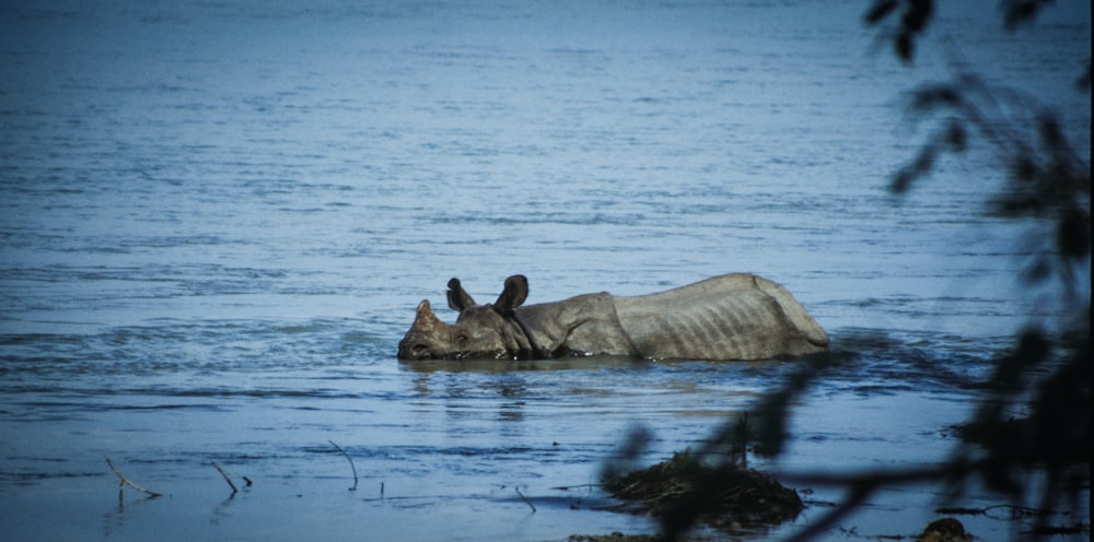 um hipopótamo deitado de costas em um corpo de água