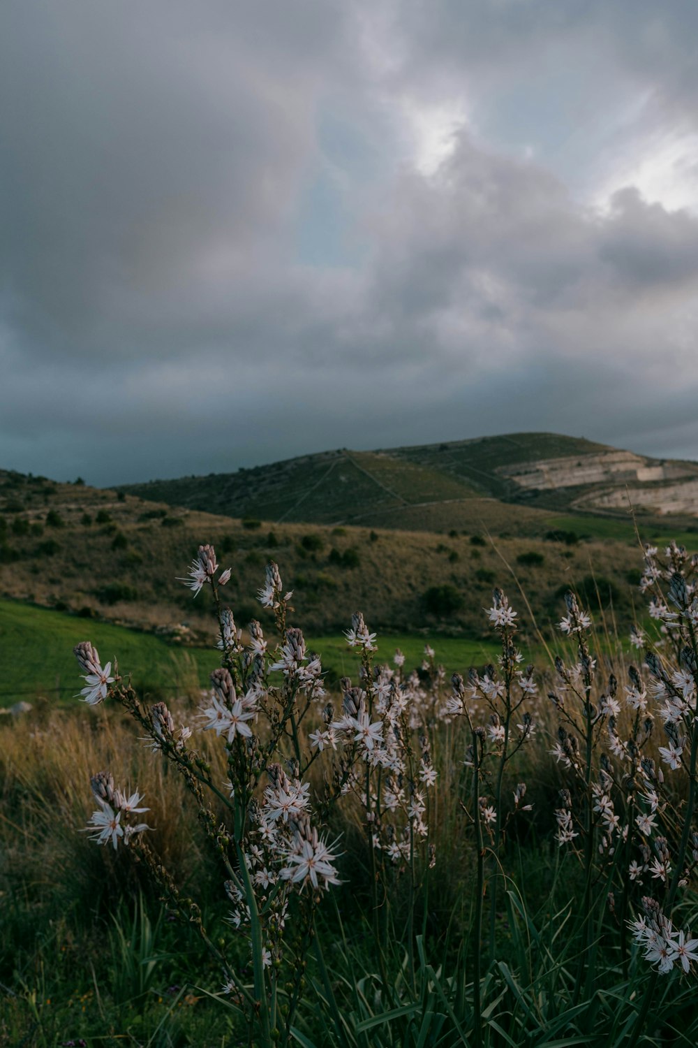 a field with a bunch of flowers in it