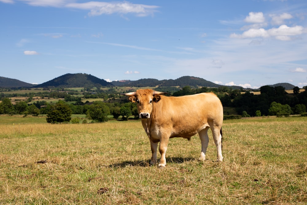 une vache brune debout au-dessus d’un champ couvert d’herbe