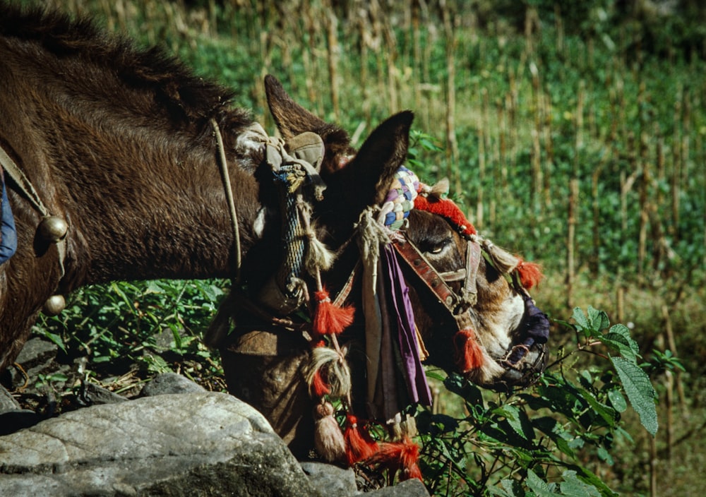 un burro comiendo hierba junto a una roca