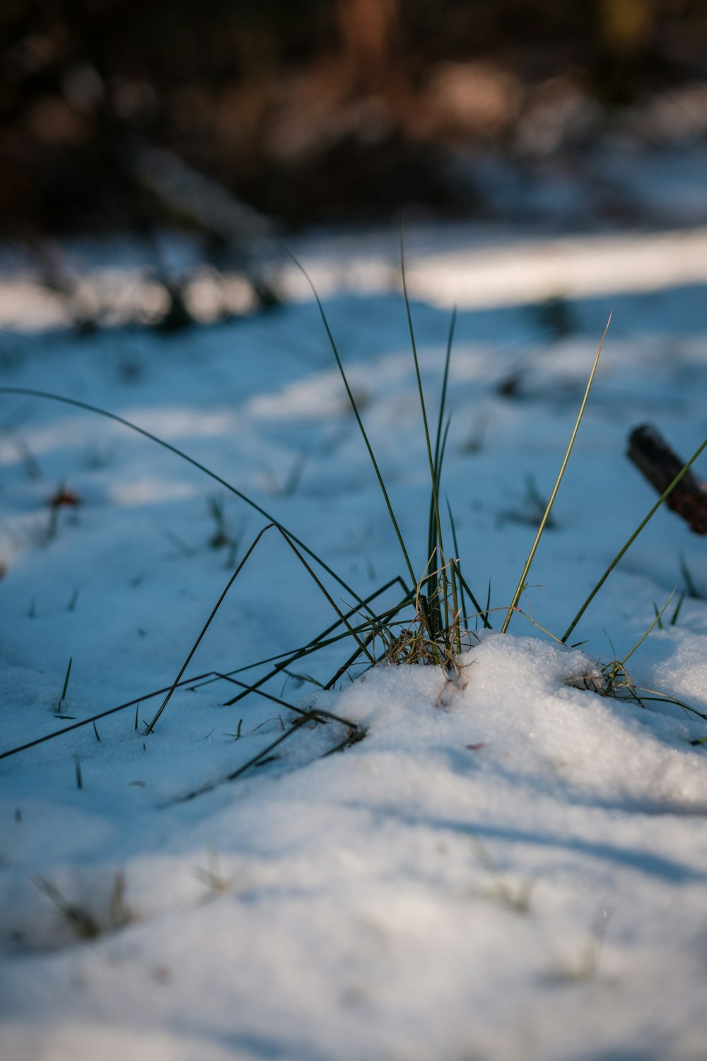 a snow covered ground with grass sticking out of it