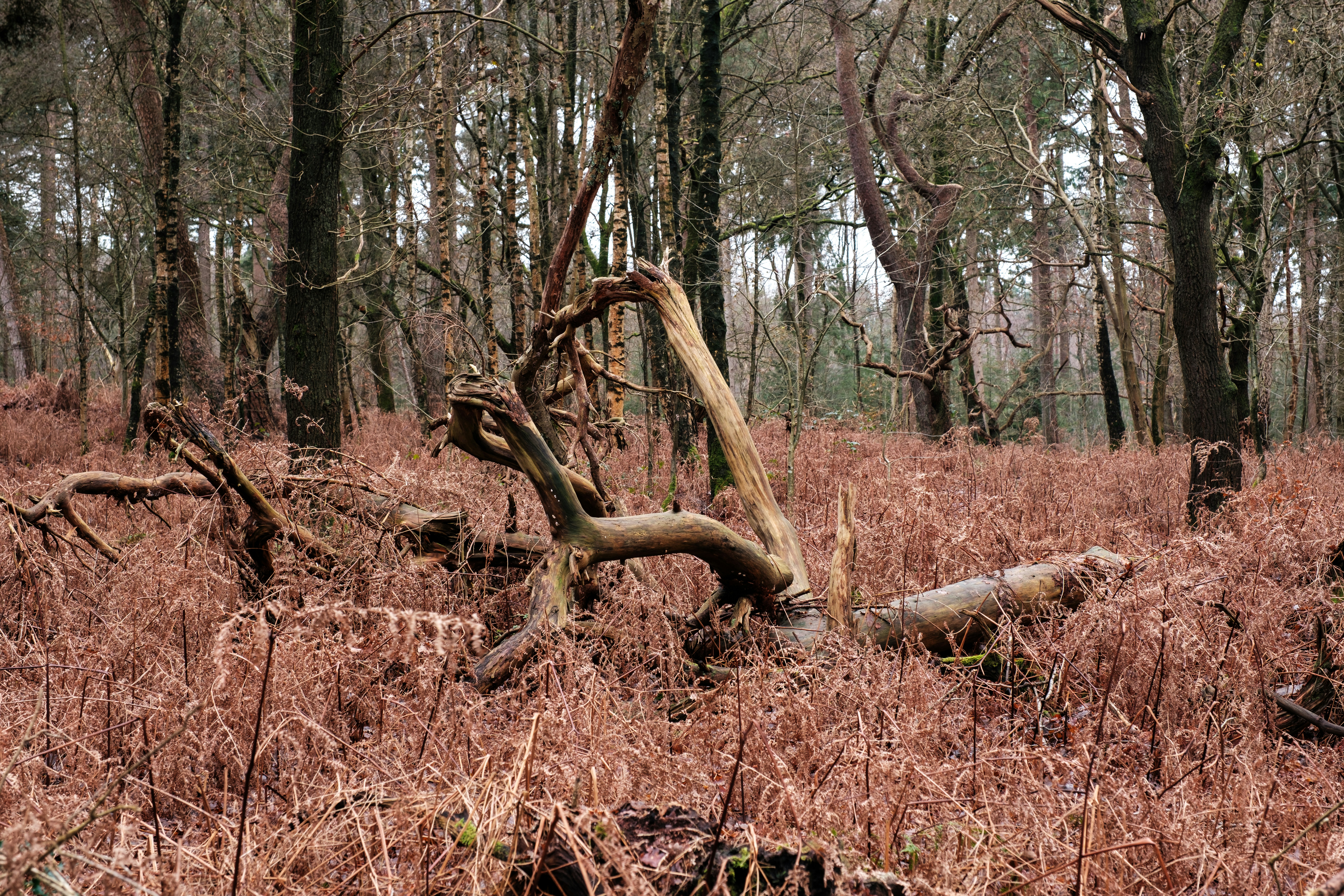 Photo by haberdoedas2