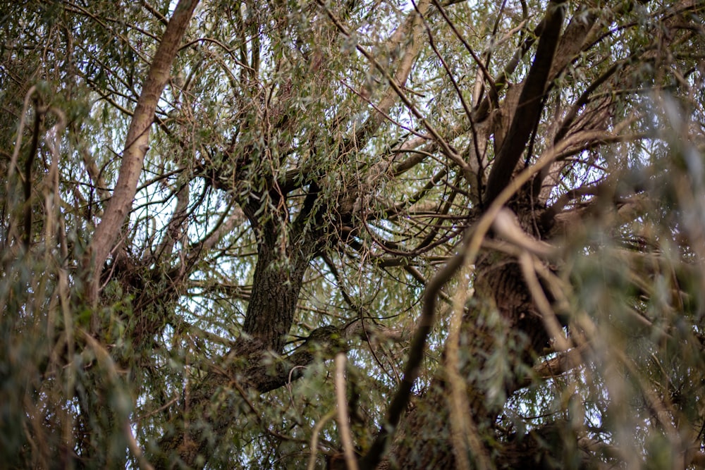 a bird sitting in a tree looking up at the sky