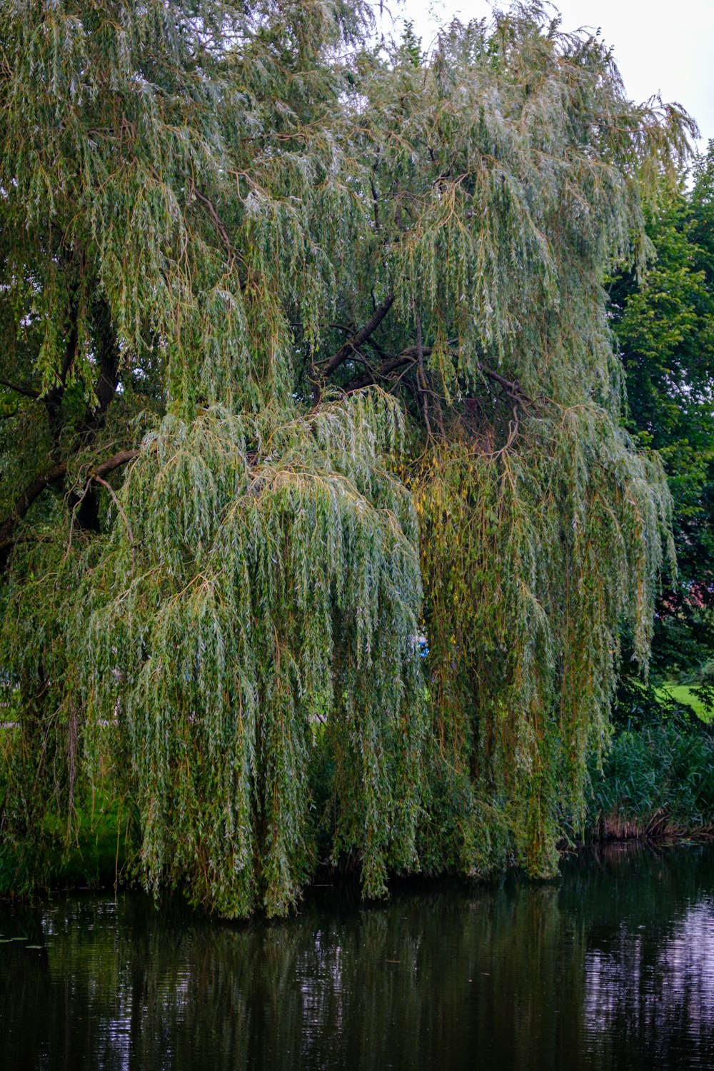 a large willow tree next to a body of water