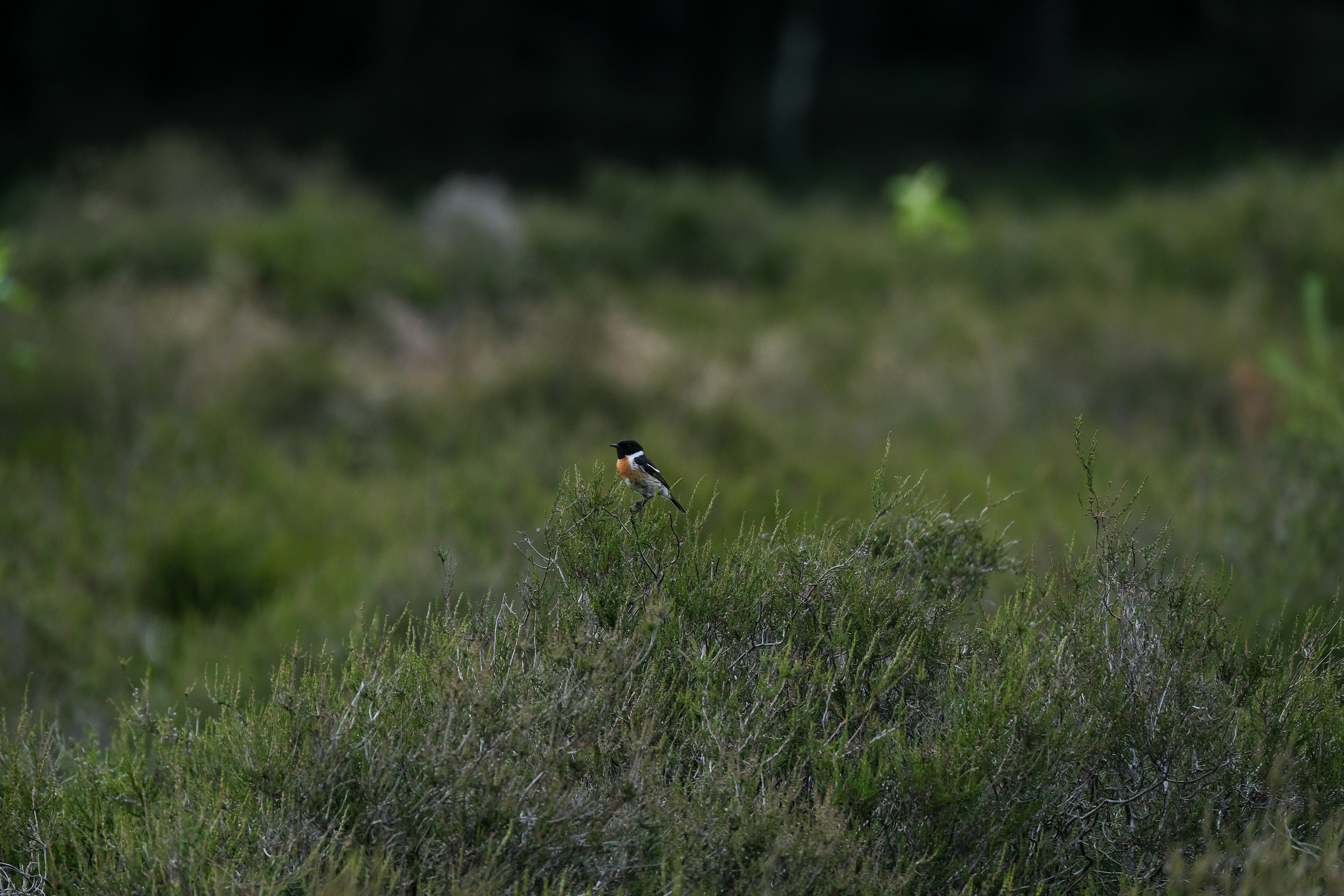 Photo by haberdoedas2