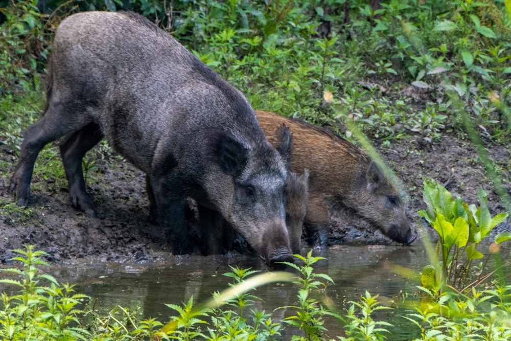 ein Wildschweinpärchen, das Wasser aus einem Fluss trinkt