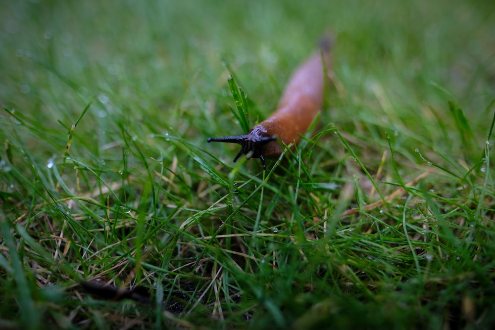 a slug crawling through the grass on a sunny day