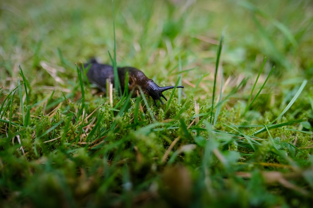 a slug crawling through the grass on a sunny day