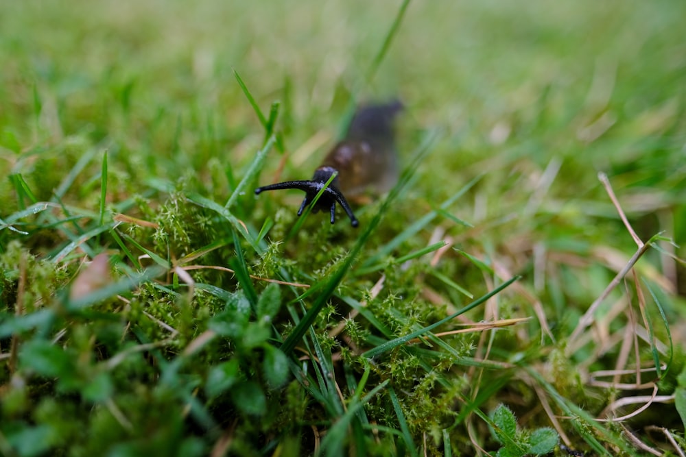 a small bird sitting on top of a lush green field