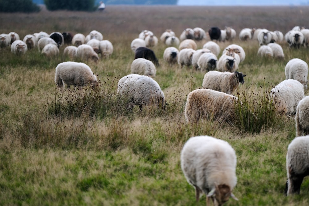 a herd of sheep grazing on a lush green field