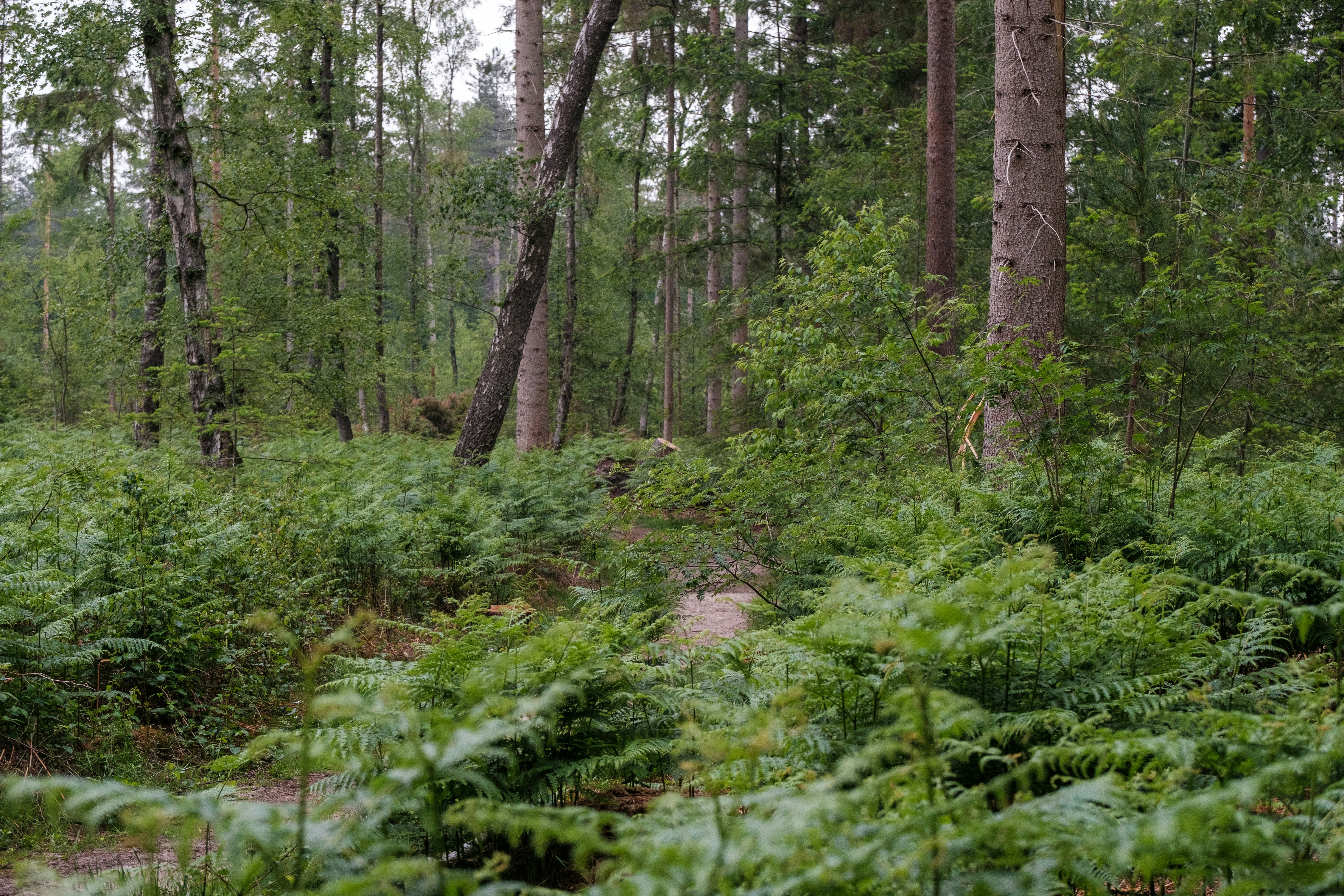 Photo by haberdoedas2