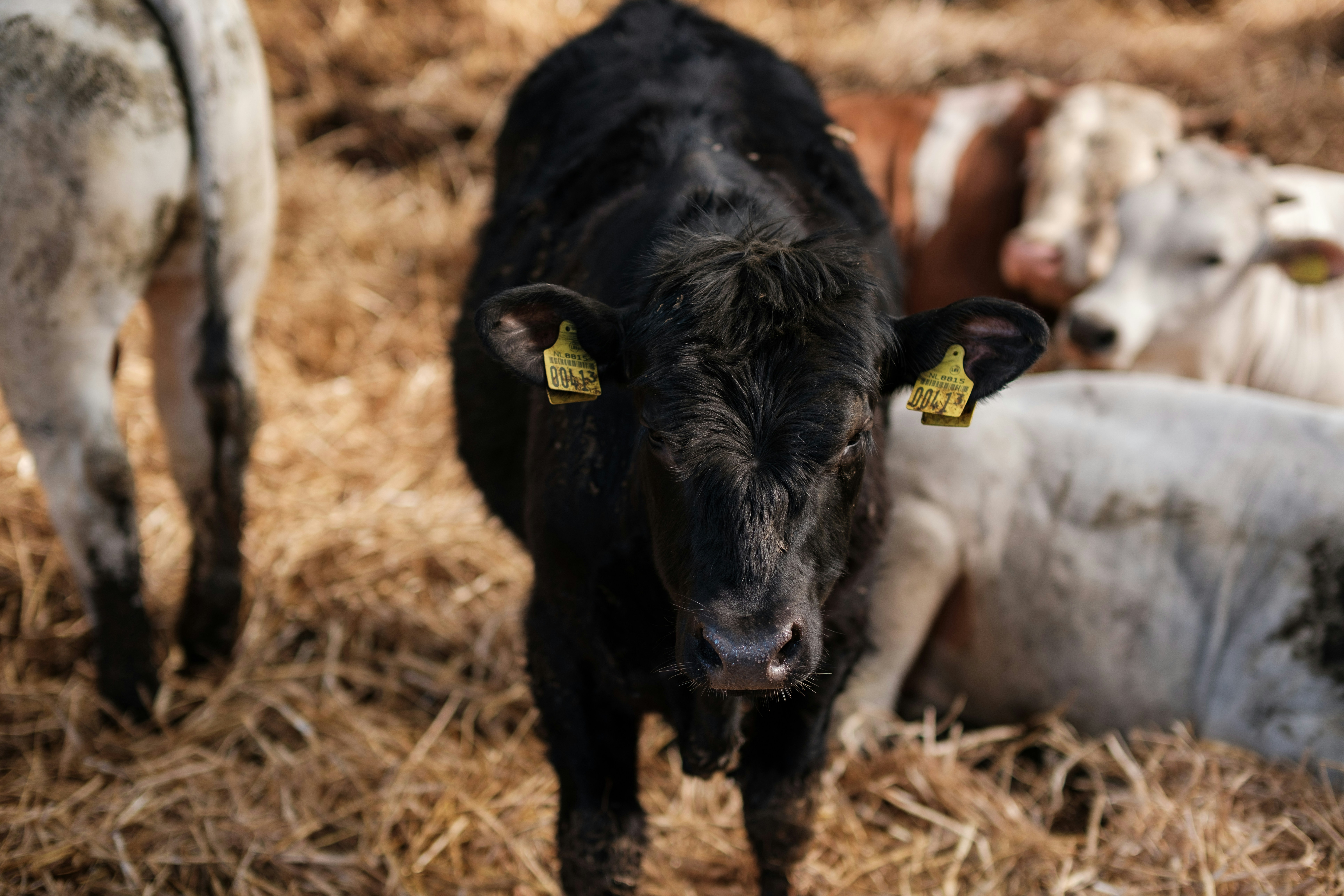 Photo by haberdoedas2