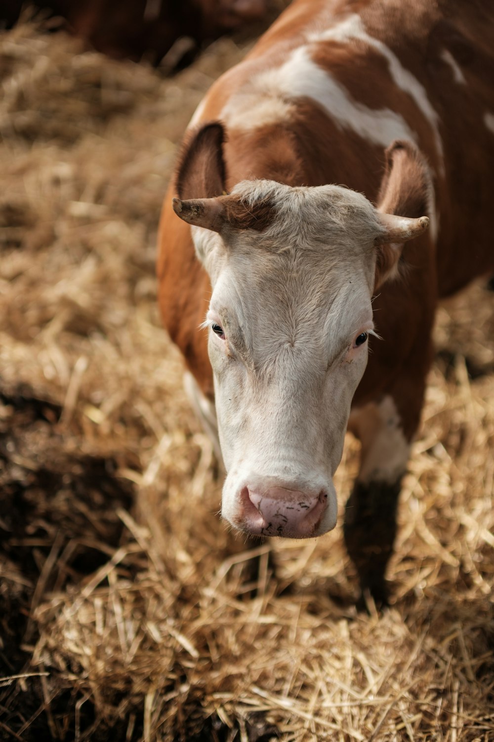 a brown and white cow standing on top of a dry grass field