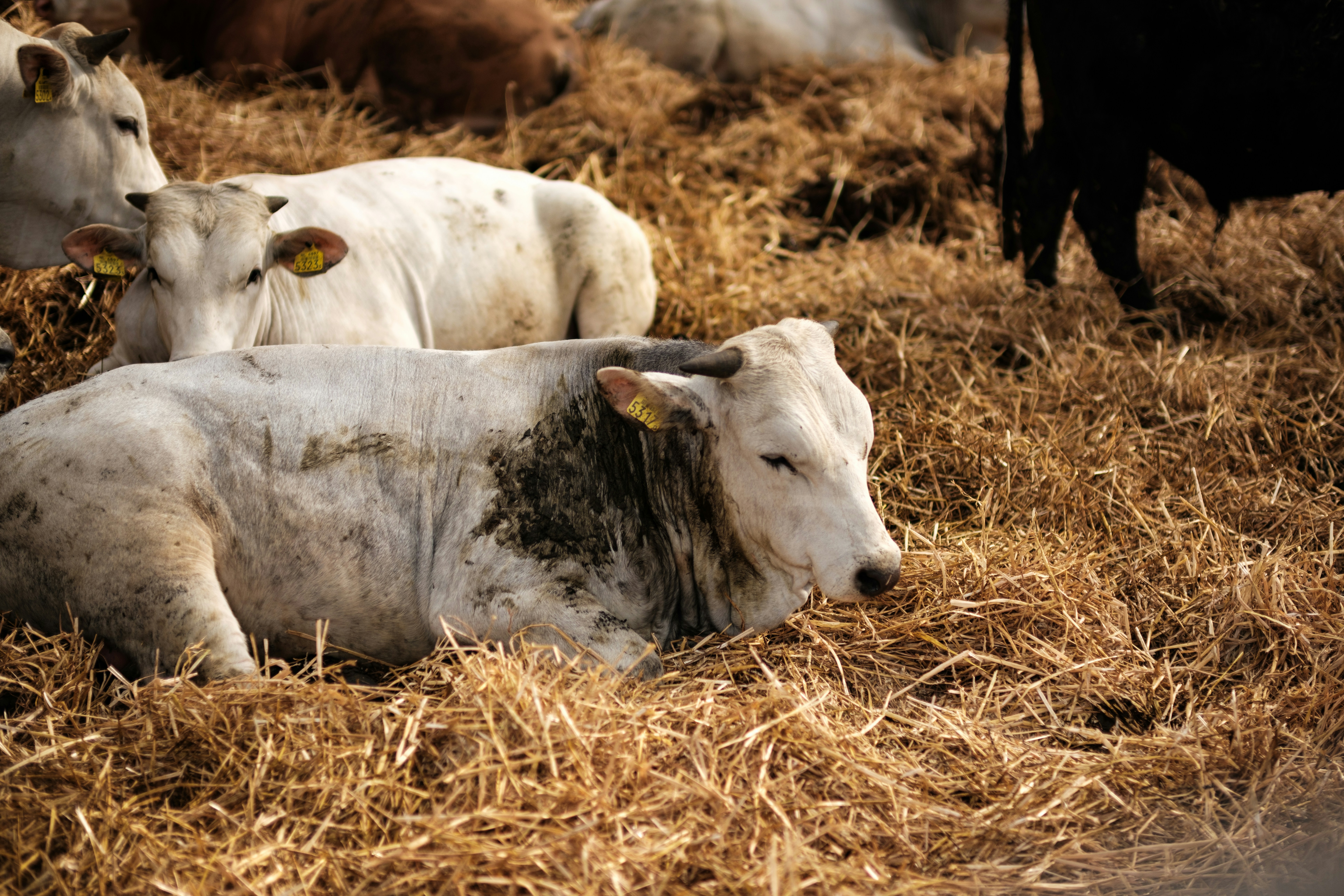 Photo by haberdoedas2