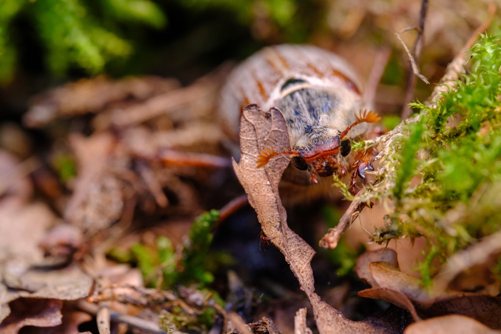 a close up of a bug on the ground