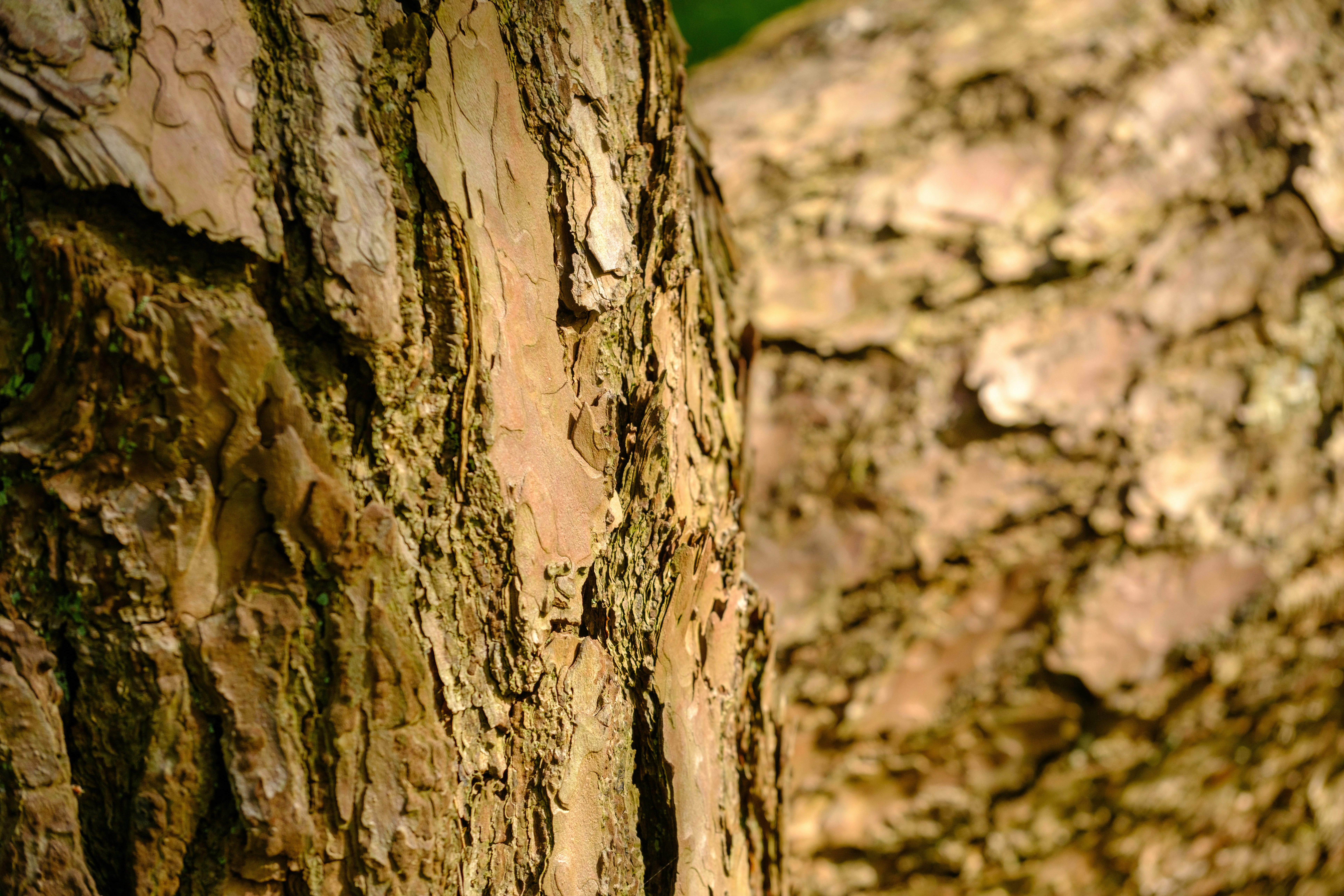 Photo by haberdoedas2