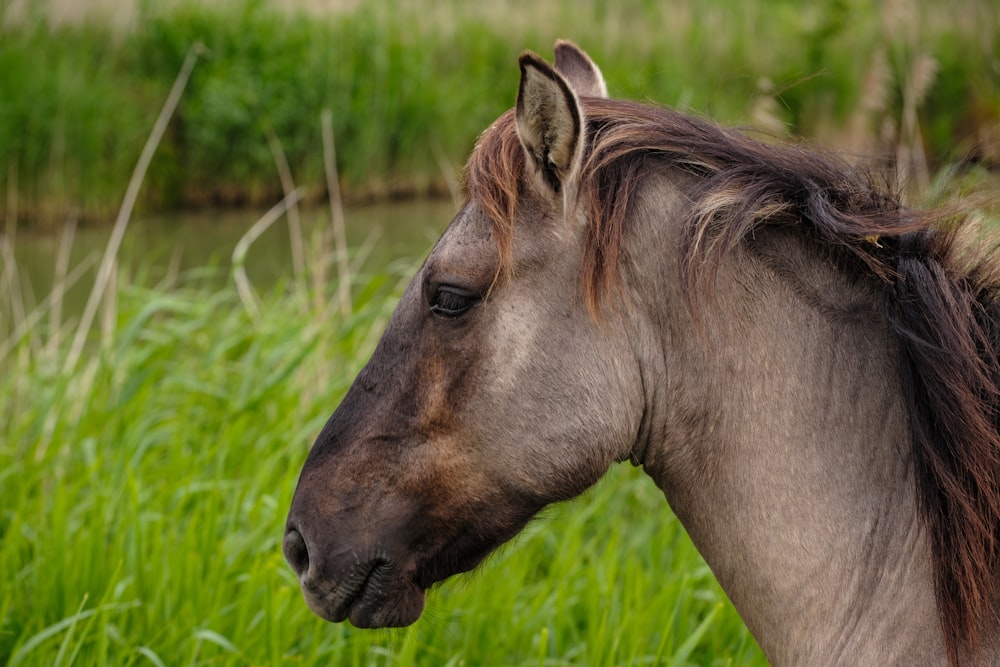 a horse standing in a field of tall grass