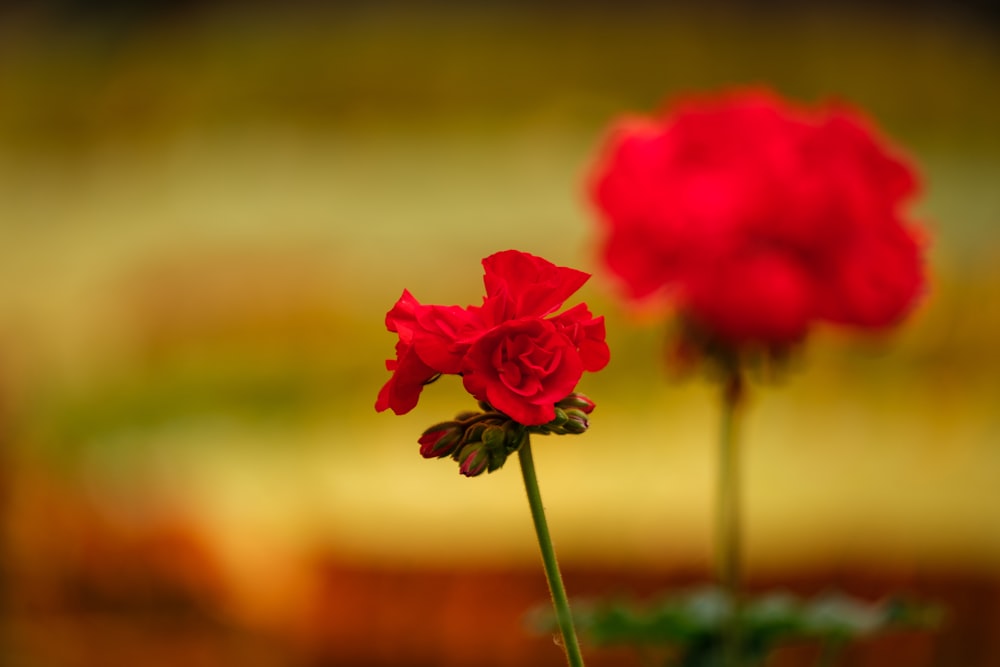 two red flowers in a vase on a table