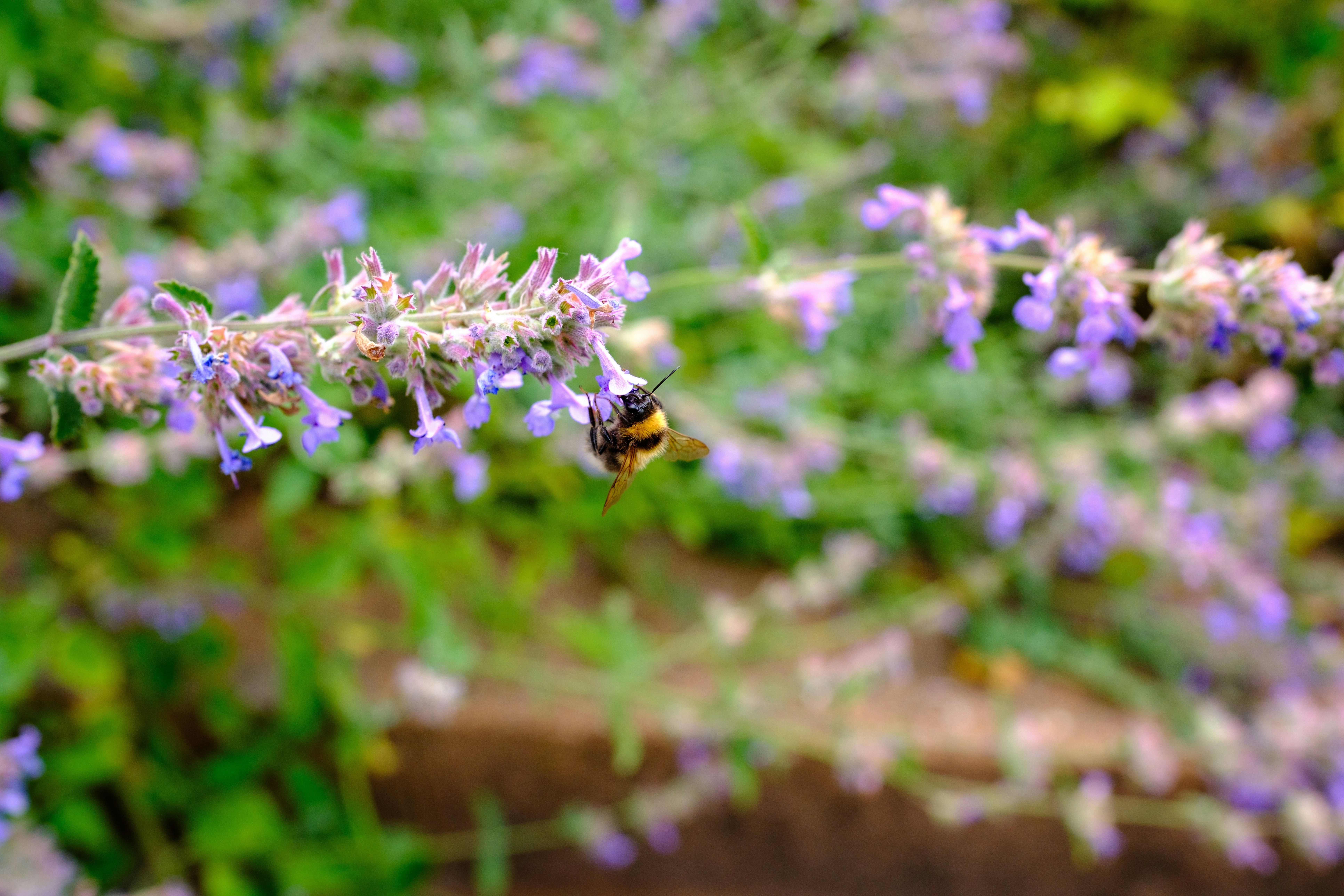 Photo by haberdoedas2