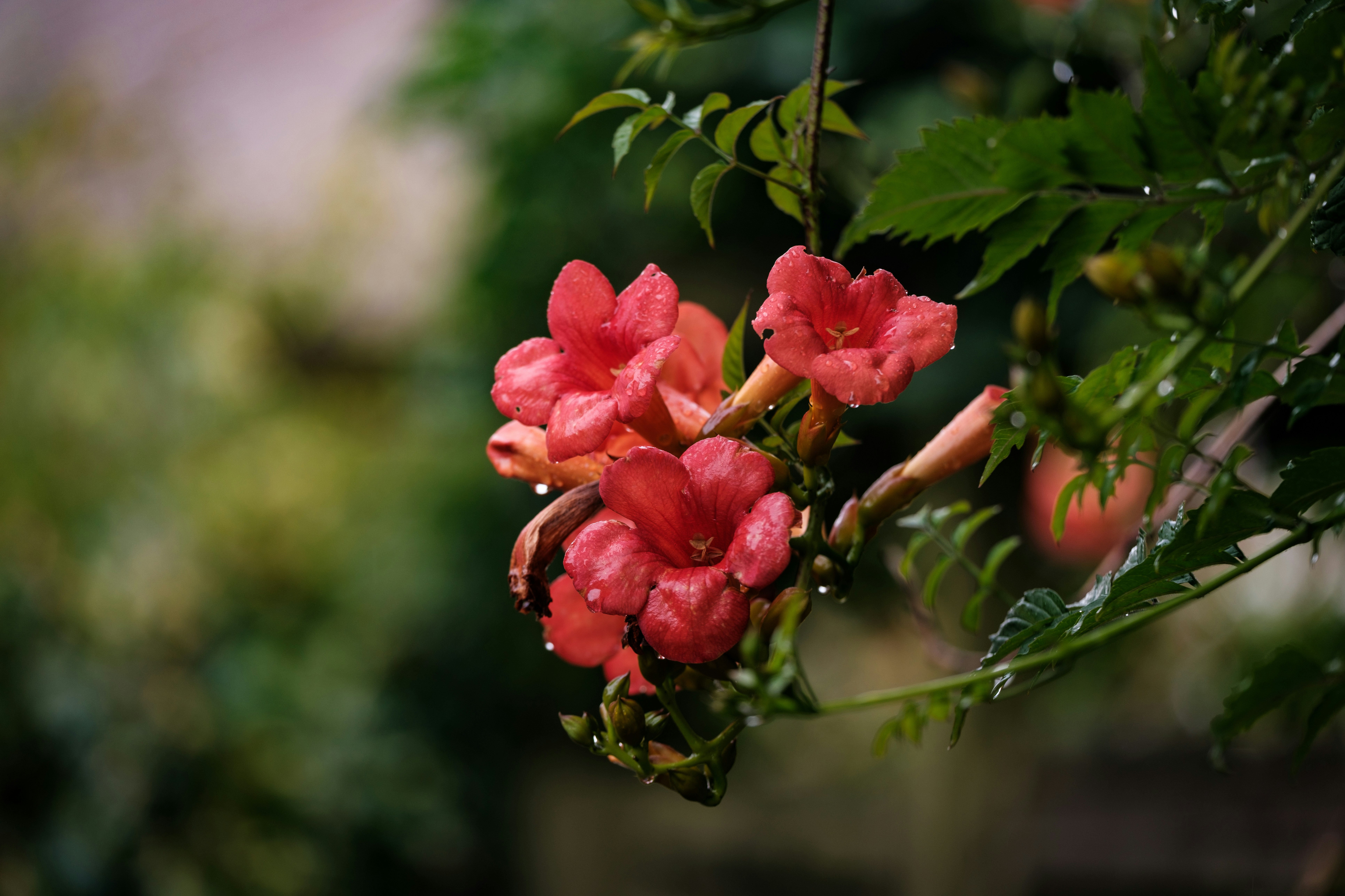 Photo by haberdoedas2