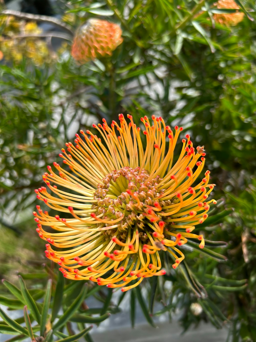 a close up of a yellow and red flower