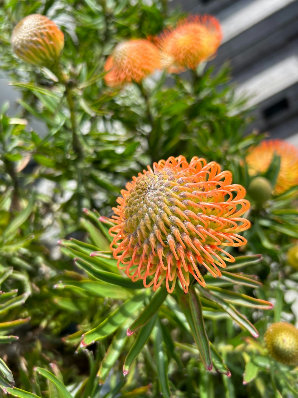 a close up of an orange flower on a plant