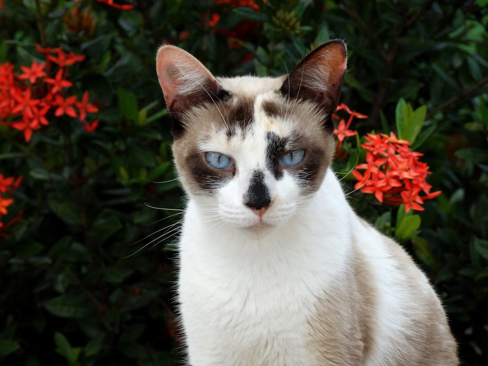 a siamese cat with blue eyes sitting in front of red flowers