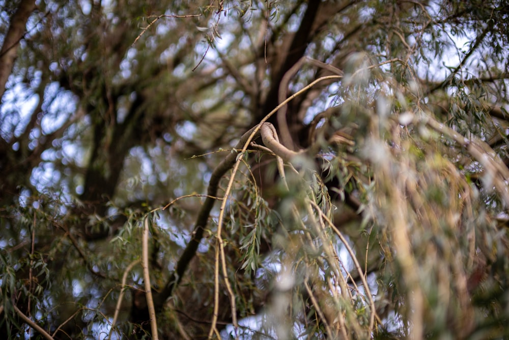 a snake in a tree looking at the camera