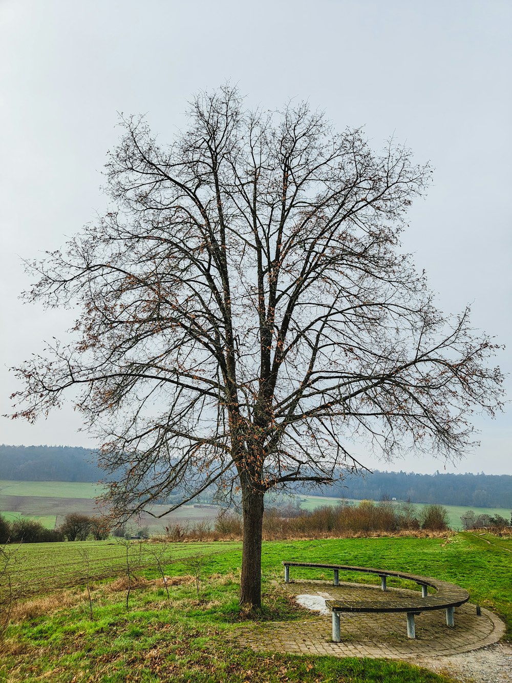 a bench under a tree in a grassy field