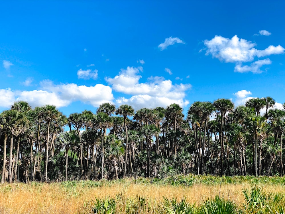a group of palm trees in a field
