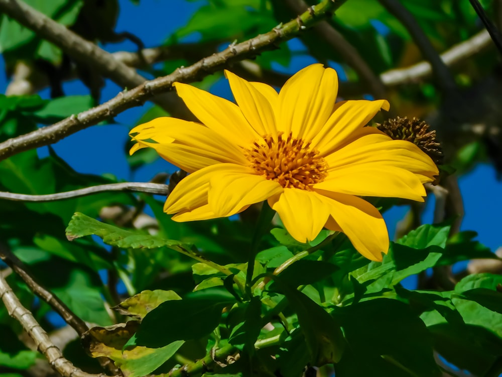 a yellow flower with a blue sky in the background