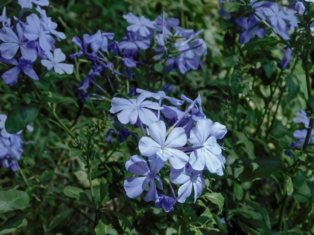 a bunch of blue flowers that are in the grass