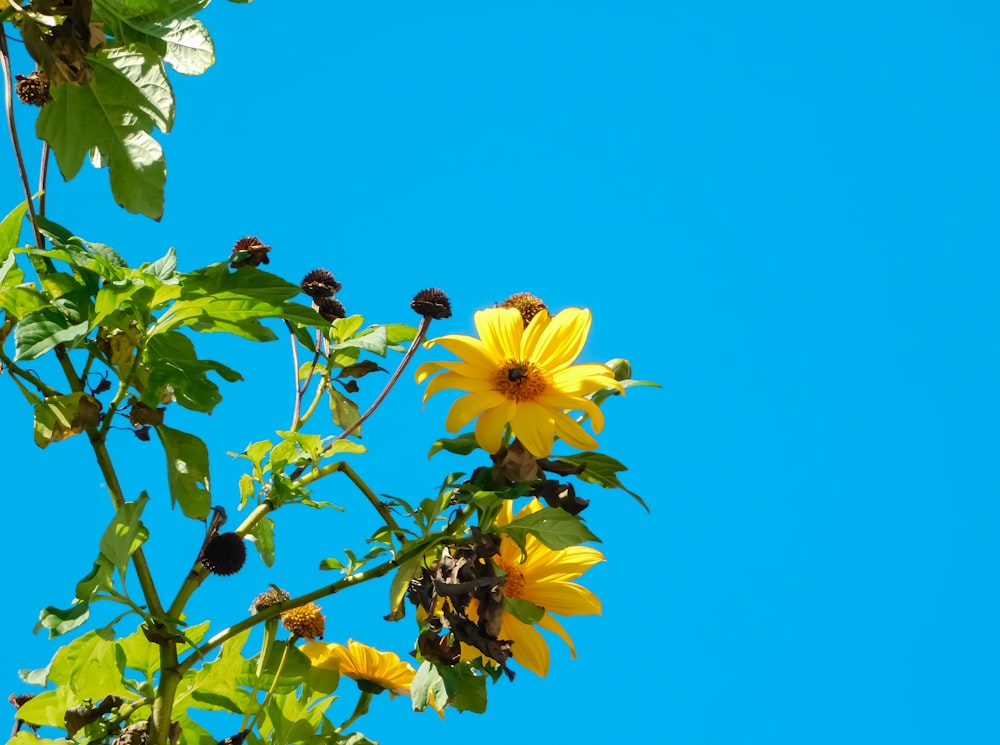 a sunflower is blooming on a sunny day