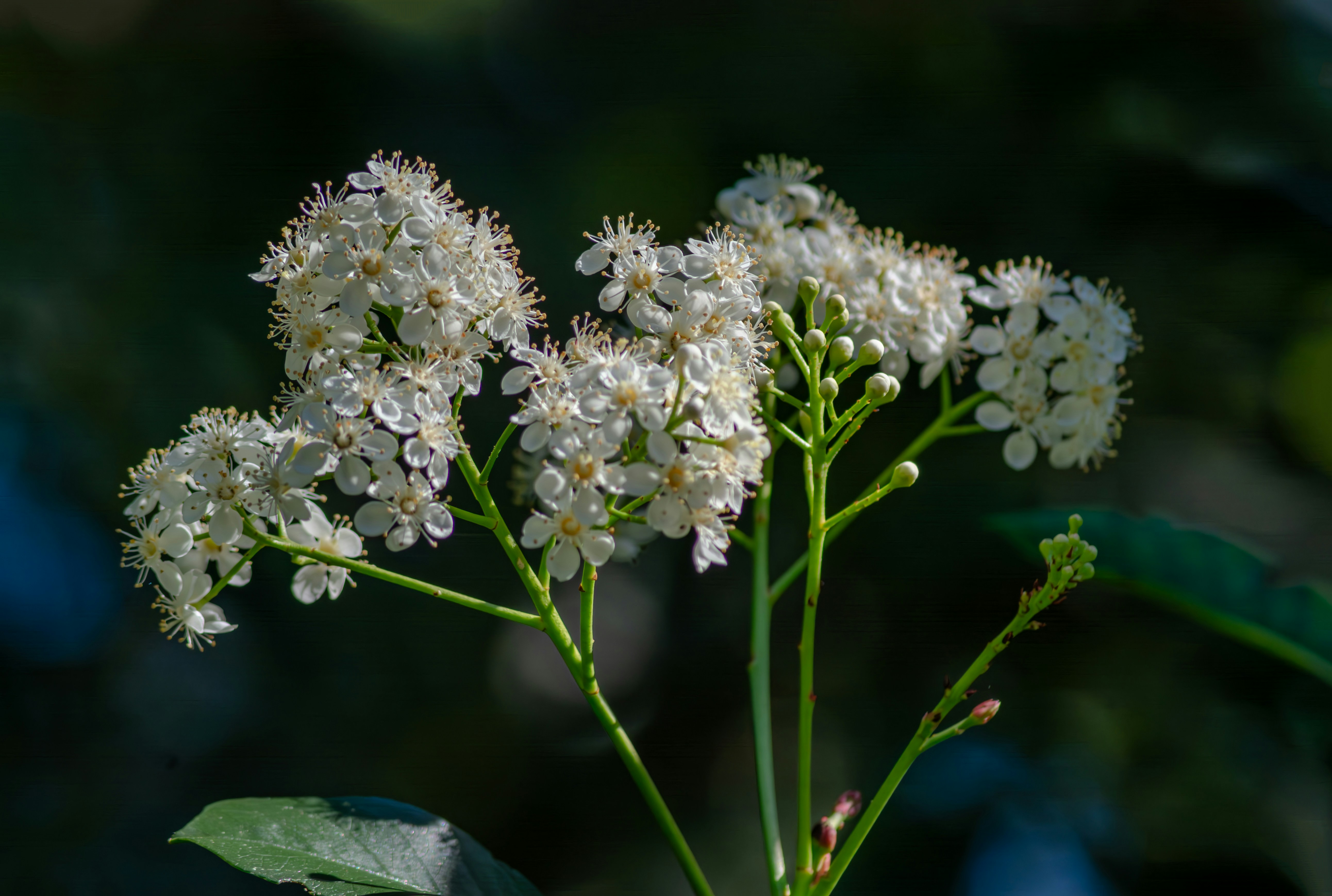 Photo by astro_civil