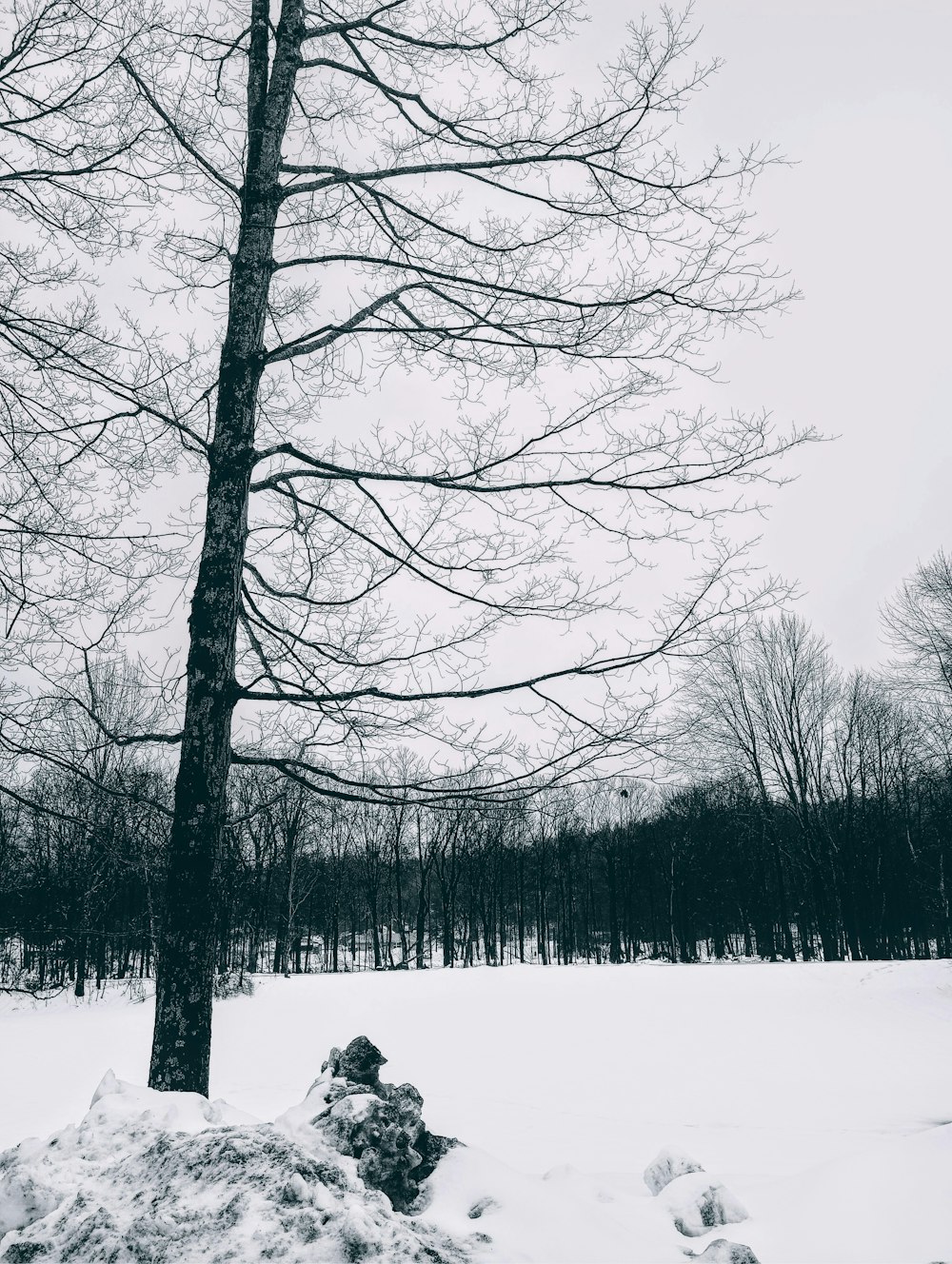 une photo en noir et blanc d’un arbre dans la neige