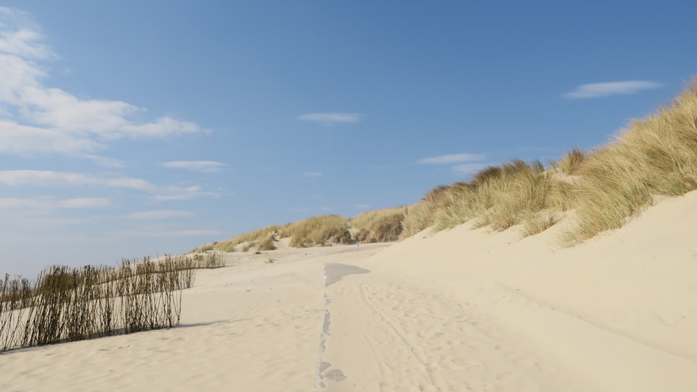 a sandy beach with grass and sand dunes