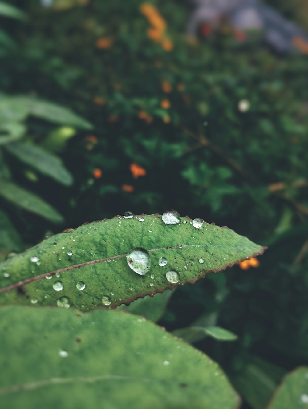 a green leaf with drops of water on it