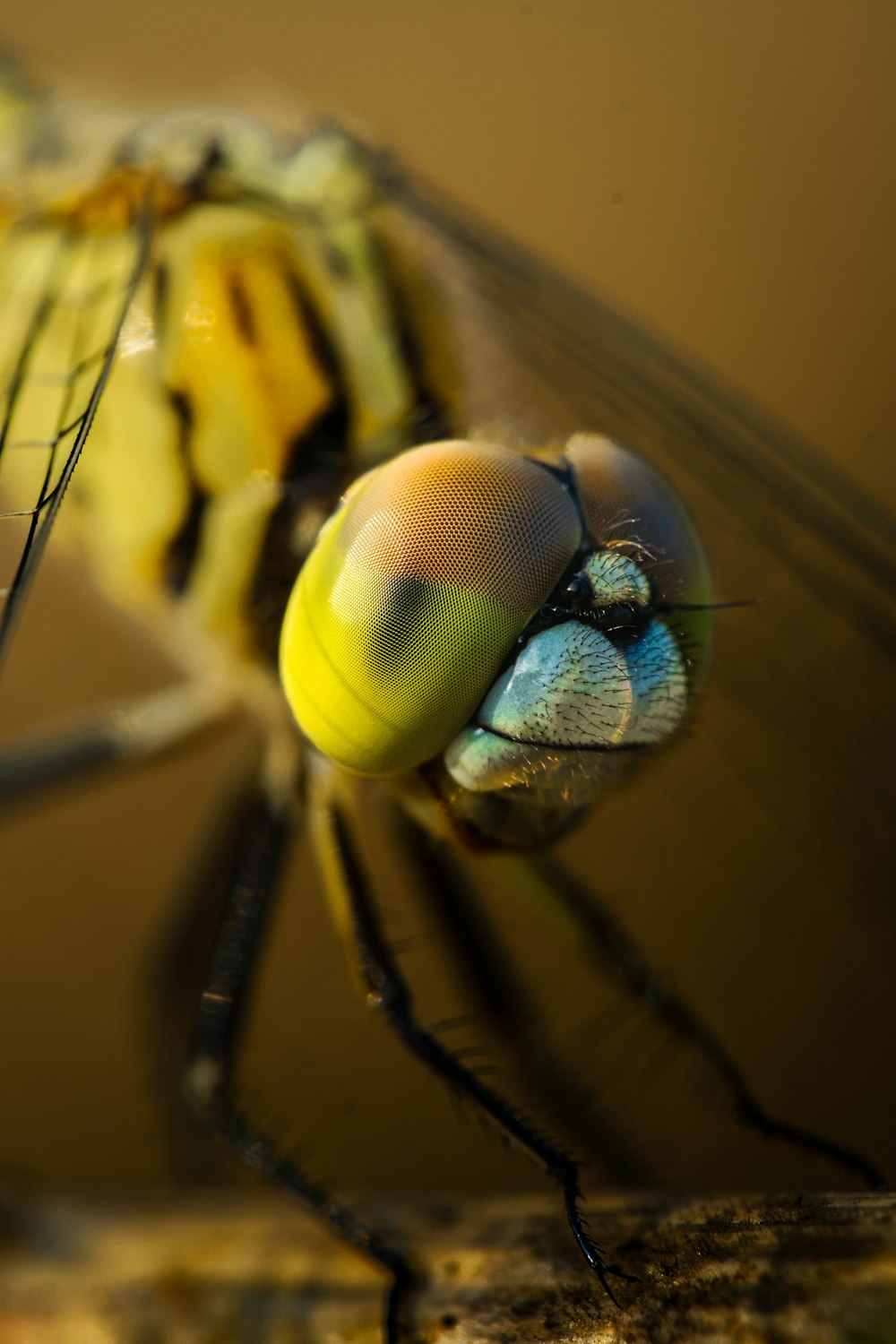 a close up of a yellow and black insect