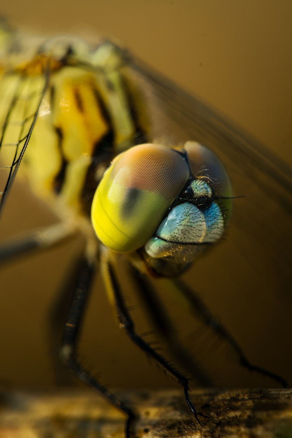 um close up de um inseto amarelo e preto