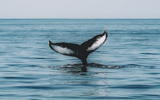a whale tail flups out of the water