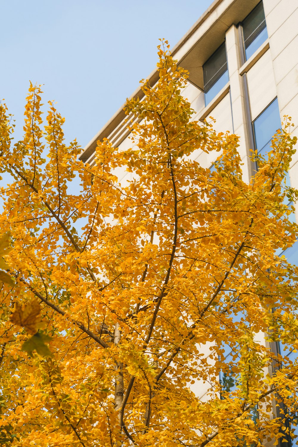 a tree with yellow leaves in front of a building