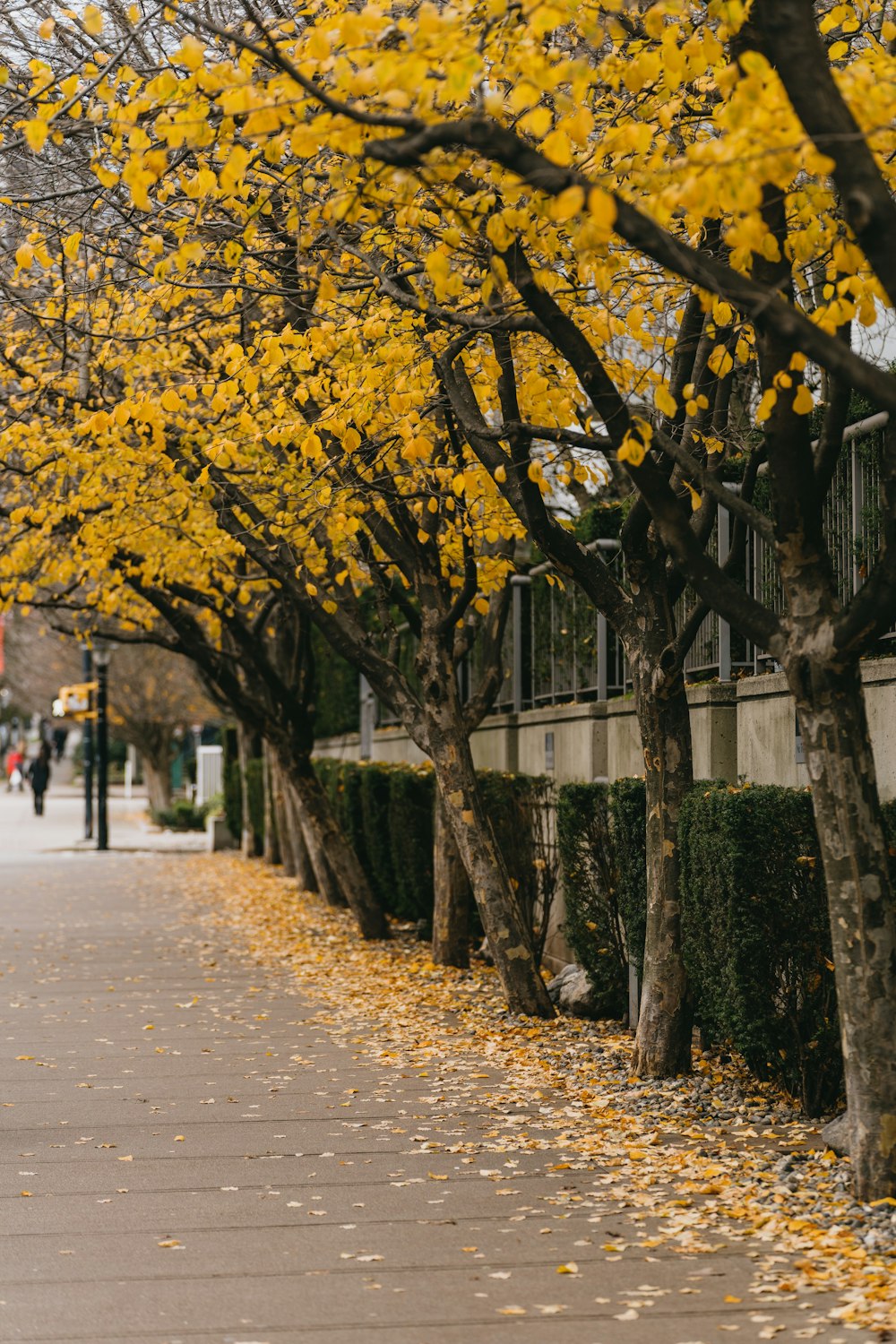 a row of trees with yellow leaves on the ground