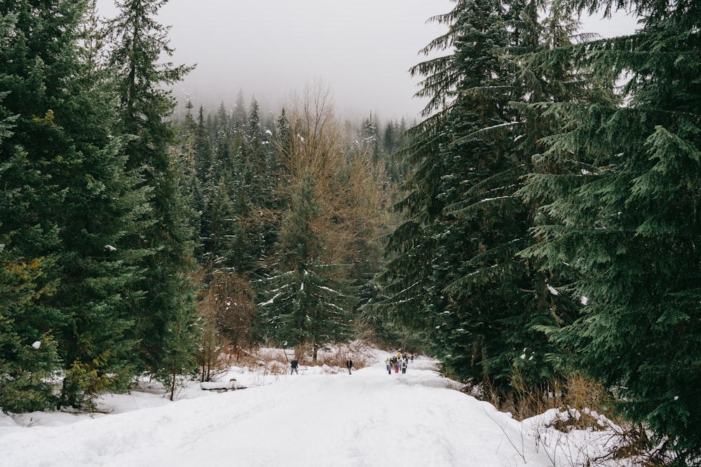 a snow covered road surrounded by pine trees