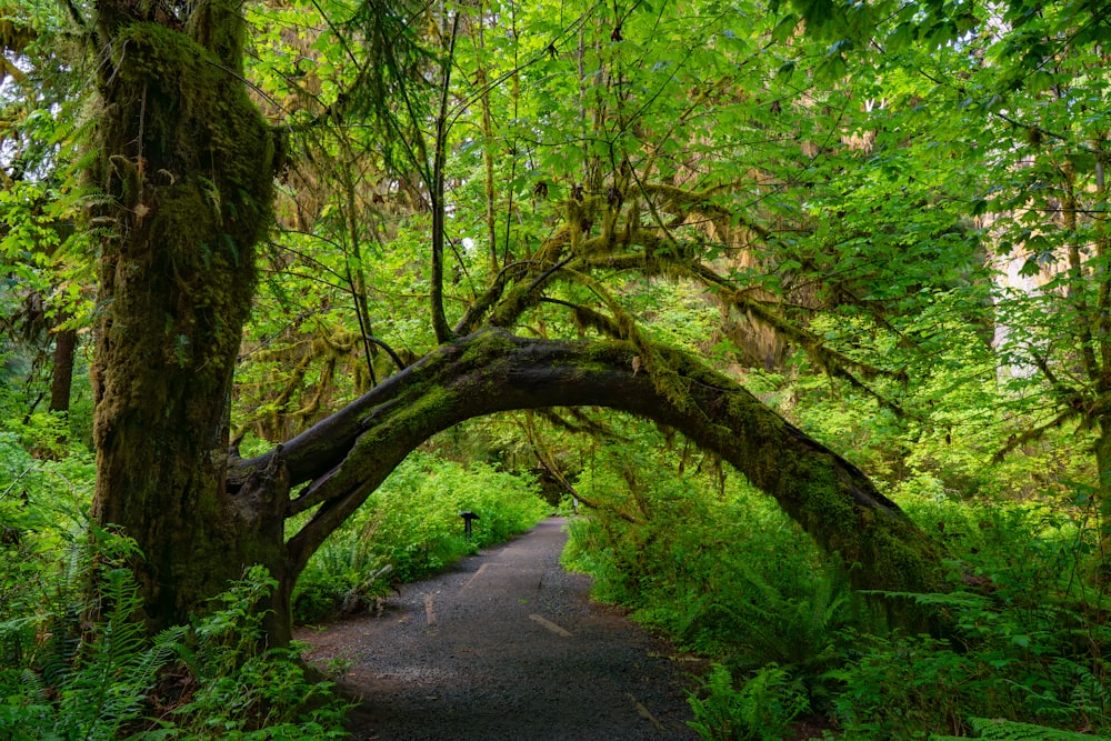 a path through a lush green forest covered in trees