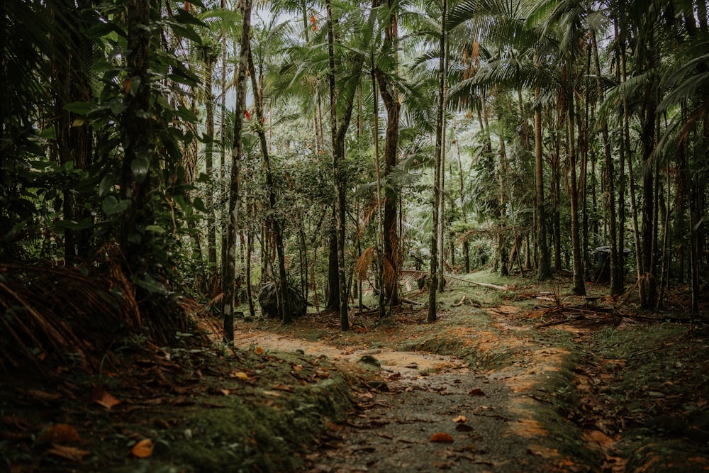 a dirt path in the middle of a forest