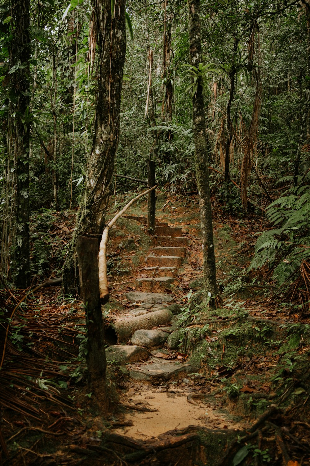 a set of steps in the middle of a forest