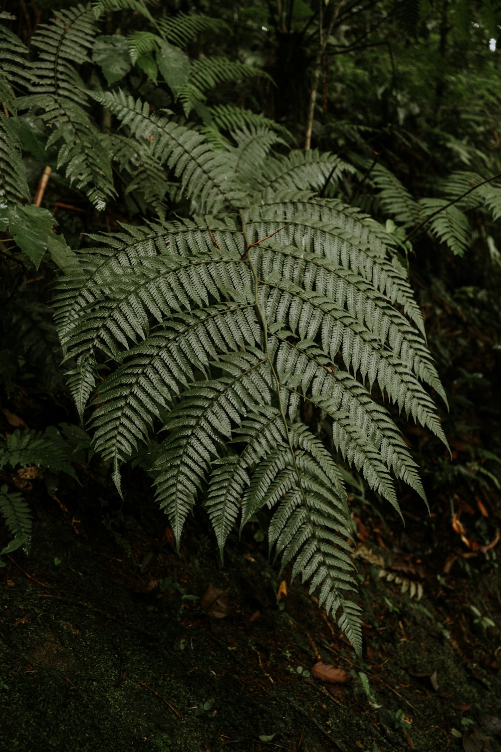 a large fern is in the middle of a forest