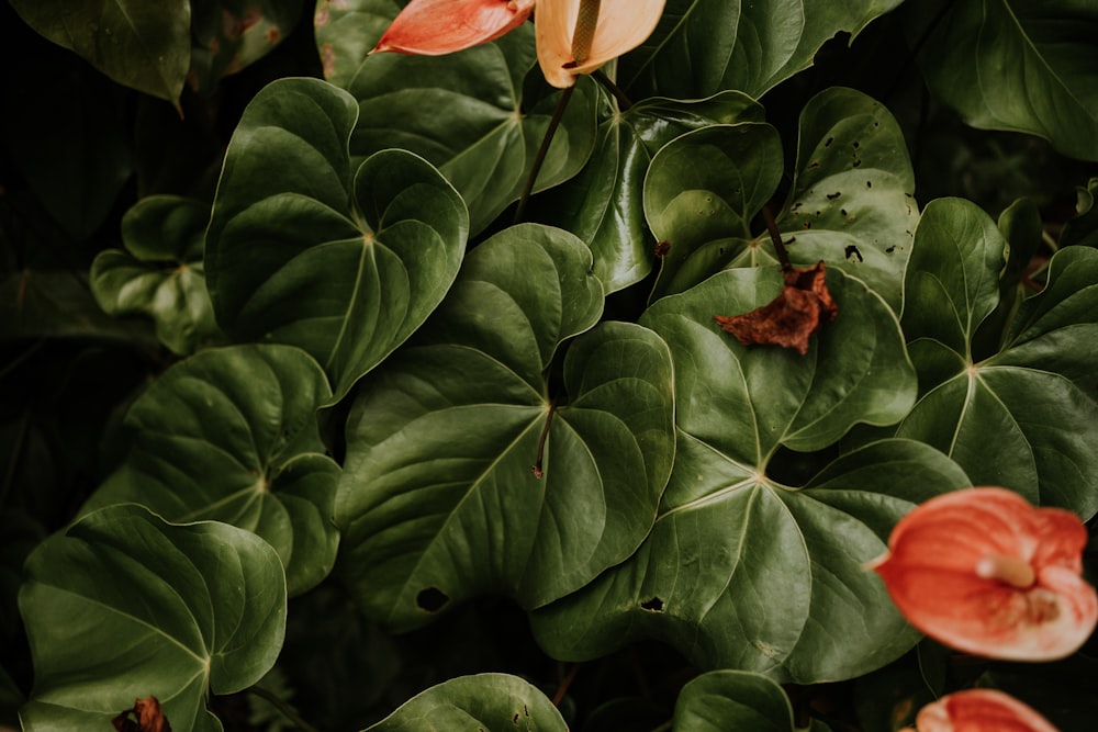 a close up of a plant with leaves and flowers